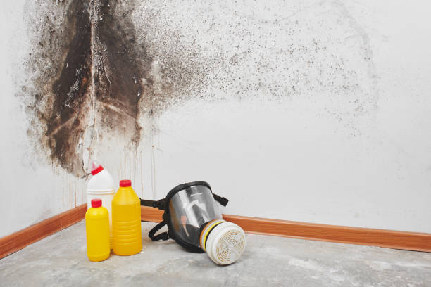 Best Attic Mold Removal  in Summerville, GA