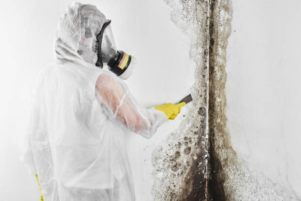 Best Best Mold Removal Companies  in Summerville, GA