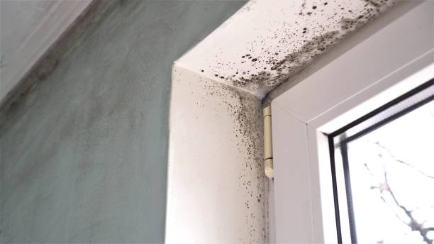 Best Residential Mold Removal  in Summerville, GA