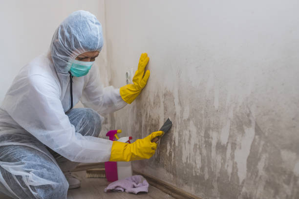 Best Office Mold Removal Services  in Summerville, GA
