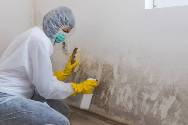 Best Black Mold Removal  in Summerville, GA