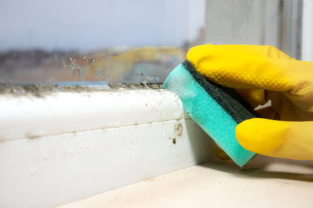Reliable Summerville, GA Mold Removal Solutions