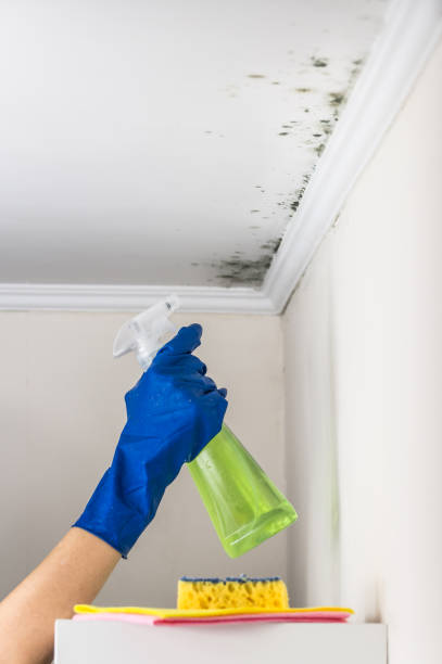 Best Fast Mold Removal  in Summerville, GA