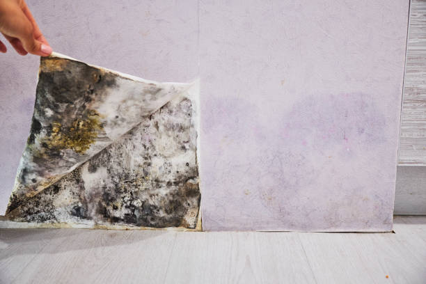 Best Fast Mold Removal  in Summerville, GA